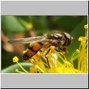 Xanthandrus comtus - Raupen-Plattbauchschwebfliege m01.jpg